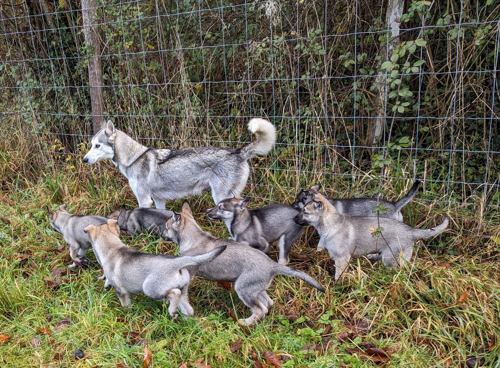 chiot Siberian Husky Nomadogs